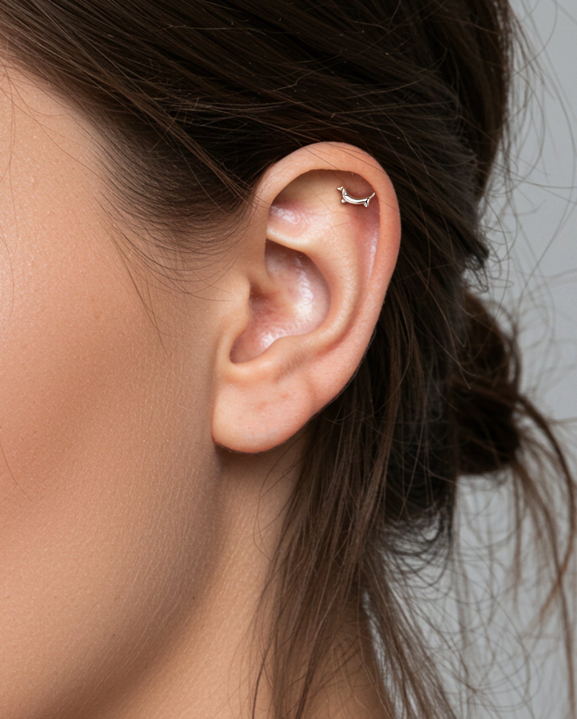Dachshund helix piercing